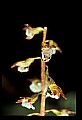 01150-00027-Late Coralroot, Corallorhiza odontorhiza.jpg