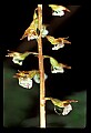 01150-00028-Late Coralroot, Corallorhiza odontorhiza.jpg