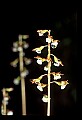 01150-00029-Late Coralroot, Corallorhiza odontorhiza.jpg
