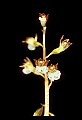 01150-00030-Late Coralroot, Corallorhiza odontorhiza.jpg
