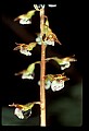 01150-00031-Late Coralroot, Corallorhiza odontorhiza.jpg