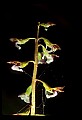 01150-00032-Late Coralroot, Corallorhiza odontorhiza.jpg