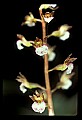 01150-Spotted Coralroot, Coralloriza maculata-00033-Spotted Coralroot, Coralloriza maculata.jpg