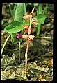 01151-00001-Striped Coralroot, Corallorhiza striata.jpg
