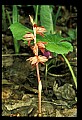 01151-00002-Striped Coralroot, Corallorhiza striata.jpg