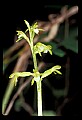 01152-00001--Early Coralroot, Corallorhiza trifida.jpg