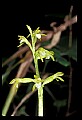 01152-00002--Early Coralroot, Corallorhiza trifida.jpg
