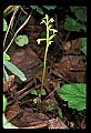 01152-00003--Early Coralroot, Corallorhiza trifida.jpg