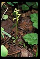 01152-00004--Early Coralroot, Corallorhiza trifida.jpg