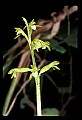 01152-00005--Early Coralroot, Corallorhiza trifida.jpg