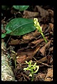 01152-00008--Early Coralroot, Corallorhiza trifida.jpg