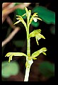 01152-00009-Early Coralroot, Corallorhiza trifida.jpg