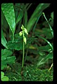 1-6-07-00376 Early Coralroot.jpg