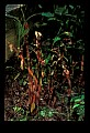 01153-00017-Large Coralroot, Corallorhiza maculata.jpg