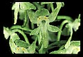 01160-00003-Round-leaved Orchid, Platanthera orbiculata.jpg