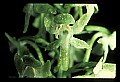 01160-00006-Round-leaved Orchid, Platanthera orbiculata.jpg