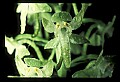 01160-00013-Round-leaved Orchid, Platanthera orbiculata.jpg