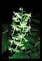 01160-00015-Round-leaved Orchid, Platanthera orbiculata.jpg
