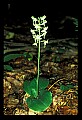 01160-00016-Round-leaved Orchid, Platanthera orbiculata.jpg