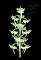 01160-00021-Round-leaved Orchid, Platanthera orbiculata.jpg