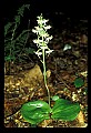 01160-00025-Round-leaved Orchid, Platanthera orbiculata.jpg
