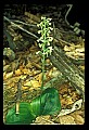 01160-00037-Round-leaved Orchid, Platanthera orbiculata.jpg