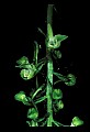 01160-00041-Round-leaved Orchid, Platanthera orbiculata.jpg