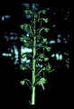 01160-00042-Round-leaved Orchid, Platanthera orbiculata.jpg