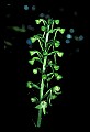 01160-00044-Round-leaved Orchid, Platanthera orbiculata.jpg