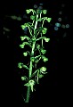 01160-00046-Round-leaved Orchid, Platanthera orbiculata.jpg