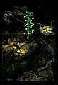 01160-00047-Round-leaved Orchid, Platanthera orbiculata.jpg