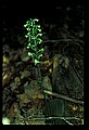 01160-00049-Round-leaved Orchid, Platanthera orbiculata.jpg