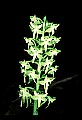 01160-00051-Round-leaved Orchid, Platanthera orbiculata.jpg
