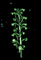 01160-00052-Round-leaved Orchid, Platanthera orbiculata.jpg