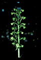 01160-00053-Round-leaved Orchid, Platanthera orbiculata.jpg