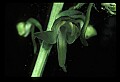 01160-00056-Round-leaved Orchid, Platanthera orbiculata.jpg