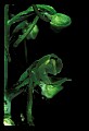 01160-00060-Round-leaved Orchid, Platanthera orbiculata.jpg