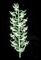 01160-00062-Round-leaved Orchid, Platanthera orbiculata.jpg