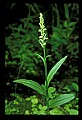 01165-00005-Tall Northern Bog Orchid, Northern Green Orchid, Habernaria hype.jpg