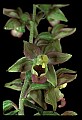 01166-00001-Helleborine, Epipactis helleborine.jpg