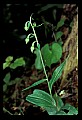 01166-00002-Helleborine, Epipactis helleborine.jpg