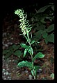 01166-00003-Helleborine, Epipactis helleborine.jpg