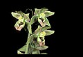 01166-00004-Helleborine, Epipactis helleborine.jpg