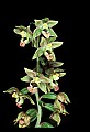 01166-00005-Helleborine, Epipactis helleborine.jpg