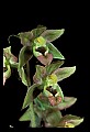 01166-00006-Helleborine, Epipactis helleborine.jpg