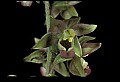 01166-00007-Helleborine, Epipactis helleborine.jpg
