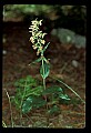 01166-00008-Helleborine, Epipactis helleborine.jpg