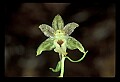 01166-00009-Helleborine, Epipactis helleborine.jpg