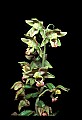 01166-00010-Helleborine, Epipactis helleborine.jpg
