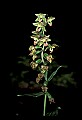 01166-00011-Helleborine, Epipactis helleborine.jpg